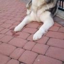 Flower of Fortune Memory Kenai