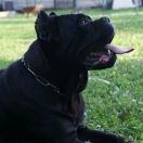  Ninfadora del Domus Var 