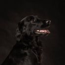 AJRA Czekoladowy Lizak