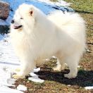 BELI PLAMEN PRINCE ZEUS TO SAMOYEDS FOR LOVE