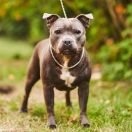 DOLCE VAYANA From Halls of Valhalla (FCI)