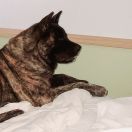 Old Lime's Dayligth in your Eyes Daynja 