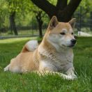 TOSHIKO GO Buziaczek (FCI)