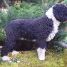 HEIKE Bona Espero (FCI)