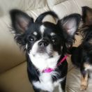 SHERVUDSKIY SJURPRIZ HANUKA