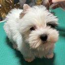 IDOL Sfora w Papilotach