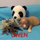 OWEN Shaggy Fluff FCI