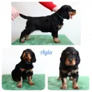 AYLA Lovly Vell 