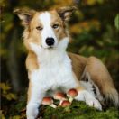 Harley Quinn Alchera