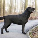 ATHENA ROSE Tęczowy Gaj 