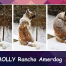 MOLLY Rancho Amerdog
