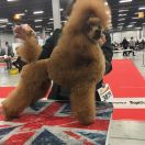 ANSVEL VESUVIUS FOR ELI VERA