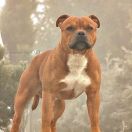 Skilful-Dogs JOCK WITH CANAVERAL STAFF