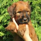 Coco Chanel Furries Family 