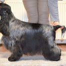 Wyncastle's Coco Chanel,Sarolta