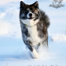 ChaCha Go Sakura No Sono