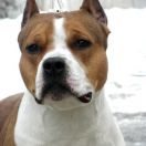 J.E.Bianka April Miracle 