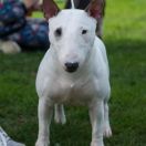 Cass-Staff DEMONIC BALAM