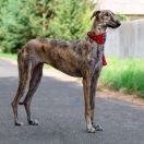 Polanco de Monte Podrido