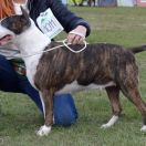 COLOROCO DARK OR LIGHT