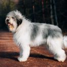 Laniakea Tatum Collis Amores