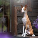 Jazz Snowlief Sun Goddess Baltas Vejas