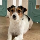 POKUSA Lubelski Tropiciel (FCI)