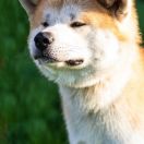 Shimacho Halne Wzgórze 