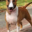 BAROCCO HEXESIDE Buffoon Bull's