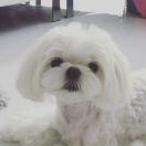 Giggi got to be perfect Yorkville FCI