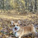 DABOGAH GLOWING GARDEN GNOMES