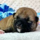 DAITO the Scarlet Hill