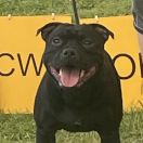 Apollo Gold smile staff 