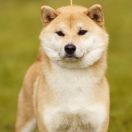 DEMISHSTAR TSURUNOKHIME