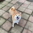 Hundo Koro ISHI DARU