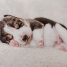 CHARMING PRINCE Drużyna Uszatych 