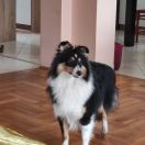 OTDIHLAF FRESSIA FOR ARGONOWO