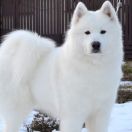 ATREVIDAS AMANÍTA LA TORRE ROJA 