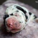 RENESMEE Athel loren