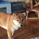 L'HACHIKO Prangedogs FCI