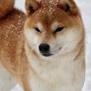 Harukou Okami No Hokori (FCI)