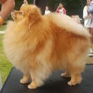 Falcnory Ornela Muti Beauty an Nicole