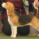 JENNY JESSIE DARLING JOY