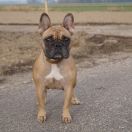 CHELSEA Leśne Najmadiu