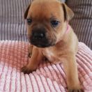 BACARDI Horseradish Gang Staff