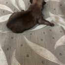 Blacky