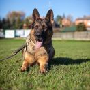 Cappucino van de Duca Vallei