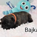 Bajka Tesori del Mare