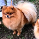 STAR DYUMIVAR INCANTO AMBRE