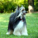 Winnie The Puff Resuruss